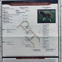IMG 0190 Ray Certificate