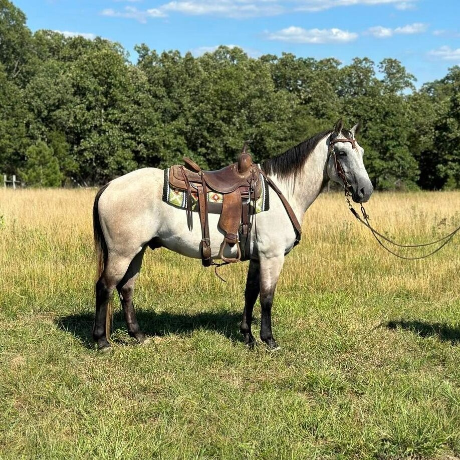 Dusty - HorseZip.com Online Horse Auction
