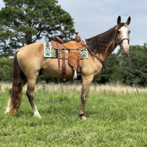 Online Horse Auction