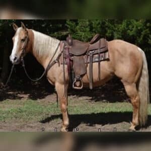 online horse auction